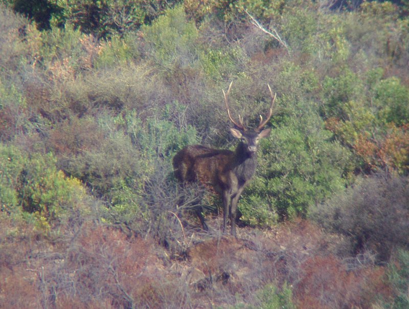 Cervus elaphus corsicanus (cervo sardo)